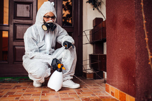 Reliable Wasp Removal contractor in Jordan, NY by Show Me Pest Control